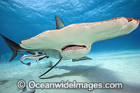 Great Hammerhead Shark Photo - Michael Patrick O'Neill