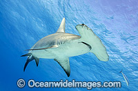 Great Hammerhead Shark Photo - Michael Patrick O'Neill