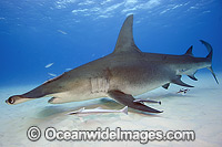 Great Hammerhead Shark Photo - Michael Patrick O'Neill