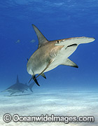 Great Hammerhead Shark Photo - Michael Patrick O'Neill