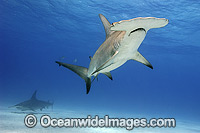 Great Hammerhead Shark Photo - Michael Patrick O'Neill