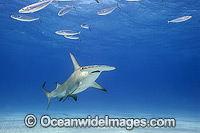 Great Hammerhead Shark Photo - Michael Patrick O'Neill