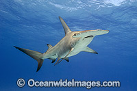 Great Hammerhead Shark Photo - Michael Patrick O'Neill