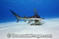 Great Hammerhead Shark Photo - Michael Patrick O'Neill