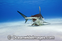 Great Hammerhead Shark Photo - Michael Patrick O'Neill