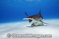 Great Hammerhead Shark Photo - Michael Patrick O'Neill