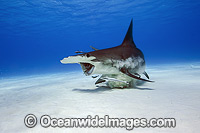 Great Hammerhead Shark Photo - Michael Patrick O'Neill