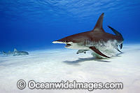 Great Hammerhead Shark Photo - Michael Patrick O'Neill