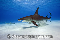 Great Hammerhead Shark Photo - Michael Patrick O'Neill