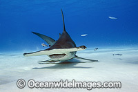Great Hammerhead Shark Photo - Michael Patrick O'Neill