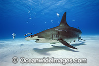 Great Hammerhead Shark Photo - Michael Patrick O'Neill