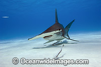 Great Hammerhead Shark Photo - Michael Patrick O'Neill