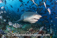 Bull Shark Photo - Michael Patrick O'Neill