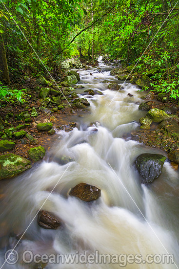Springbrook National Park photo Springbrook National Park photo