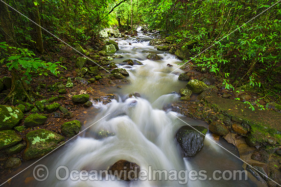 Cave Creek Springbrook National Park photo Cave Creek Springbrook National Park photo