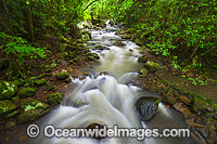 Cave Creek Springbrook National Park Photo - Gary Bell