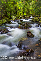 Springbrook National Park Photo - Gary Bell