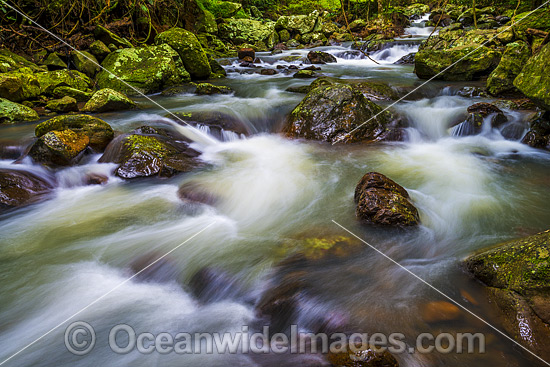 Springbrook National Park photo Springbrook National Park photo