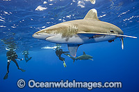 Divers with Oceanic Whitetip Shark Photo - Michael Patrick O'Neill