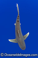 Oceanic Whitetip Shark Photo - Michael Patrick O'Neill
