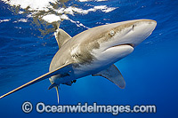 Oceanic Whitetip Shark Photo - Michael Patrick O'Neill