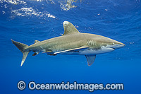 Oceanic Whitetip Shark Photo - Michael Patrick O'Neill
