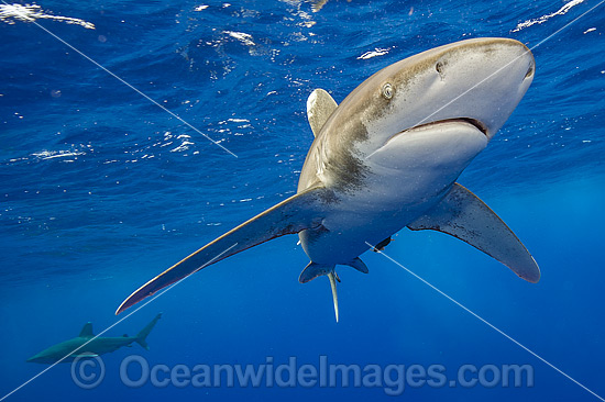 Oceanic Whitetip Shark photo Oceanic Whitetip Shark photo