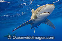 Oceanic Whitetip Shark Photo - Michael Patrick O'Neill