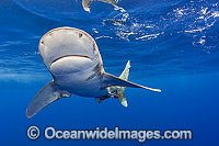 Oceanic Whitetip Shark Photo - Michael Patrick O'Neill