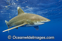 Oceanic Whitetip Shark Photo - Michael Patrick O'Neill