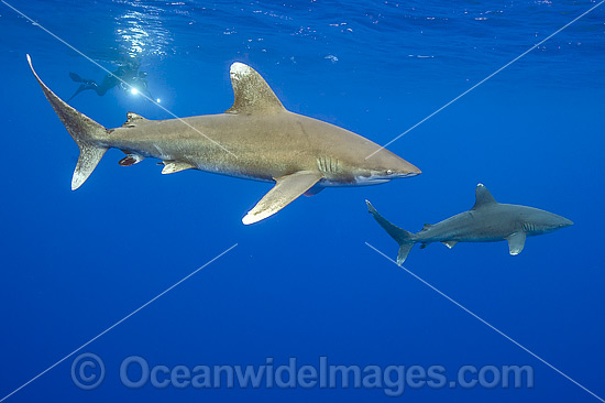 Oceanic Whitetip Shark photo Oceanic Whitetip Shark photo