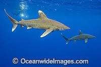 Oceanic Whitetip Shark Photo - Michael Patrick O'Neill