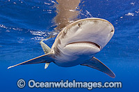 Oceanic Whitetip Shark Photo - Michael Patrick O'Neill