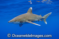 Oceanic Whitetip Shark Photo - Michael Patrick O'Neill