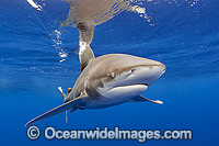 Oceanic Whitetip Shark Photo - Michael Patrick O'Neill