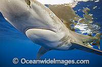Oceanic Whitetip Shark Photo - Michael Patrick O'Neill