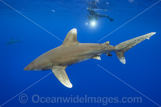 Diver with Oceanic Whitetip Shark photo Diver with Oceanic Whitetip Shark photo