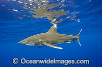 Oceanic Whitetip Shark Photo - Michael Patrick O'Neill