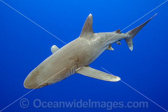 Oceanic Whitetip Shark photo Oceanic Whitetip Shark photo