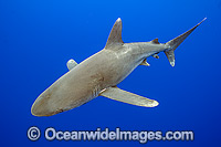 Oceanic Whitetip Shark Photo - Michael Patrick O'Neill