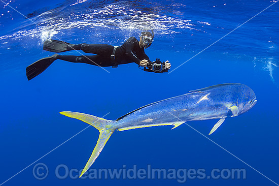 Diver and Dolphinfish photo Diver and Dolphinfish photo