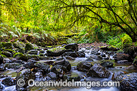 Gondwana Rainforest Stream Photo - Gary Bell