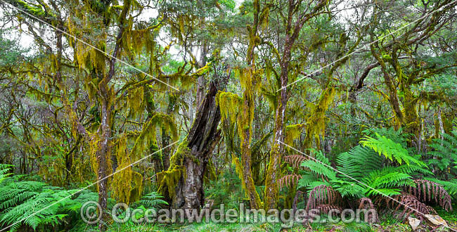 New England National Park photo New England National Park photo