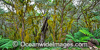 New England National Park Photo - Gary Bell