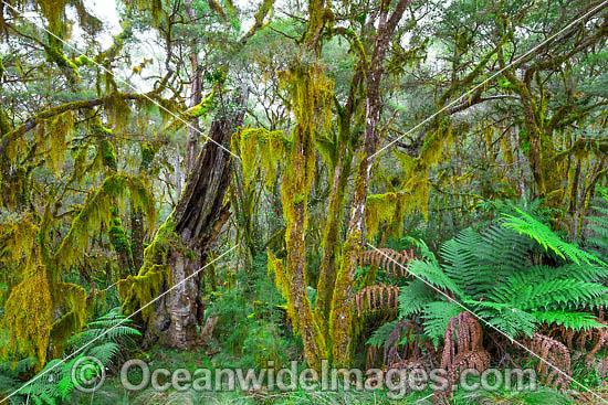 New England National Park photo New England National Park photo
