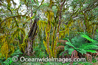 New England National Park Photo - Gary Bell