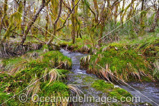 New England National Park Rainforest photo New England National Park Rainforest photo