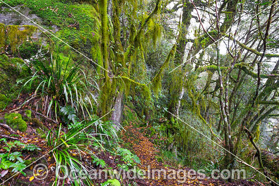 New England National Park Rainforest photo New England National Park Rainforest photo
