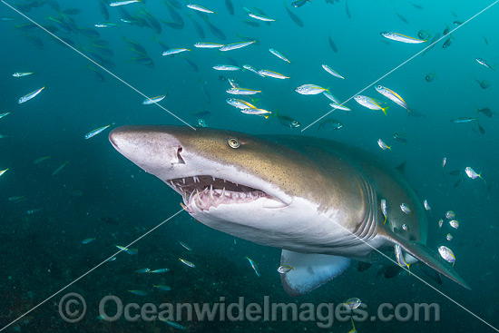 Grey Nurse Shark with baitfish photo Grey Nurse Shark with baitfish photo