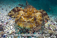 Banded Wobbegong Shark Orectolobus halei Photo - Gary Bell